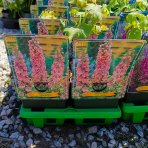 Stračonôžka (Delphinium Delphina) ‘DELPHINA PINK SHADES’ - kont. P11
